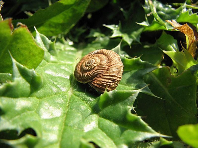 Cernuella (Cernuella) rugosa (Lamarck, 1822)